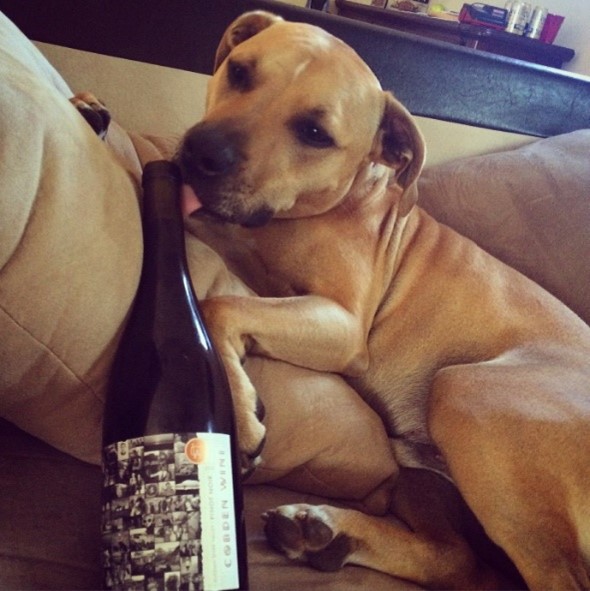 Paddy – The Wine Dog